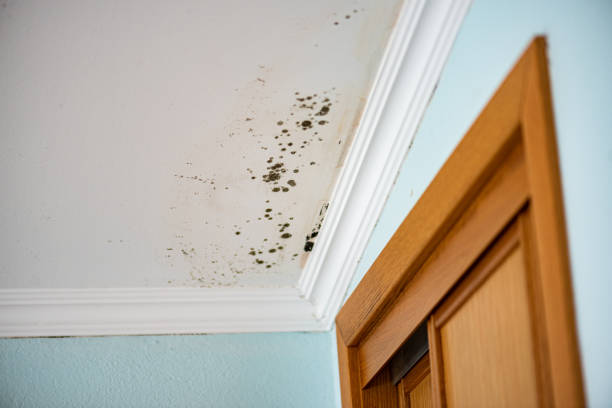 Best Residential Mold Remediation in Braham, MN