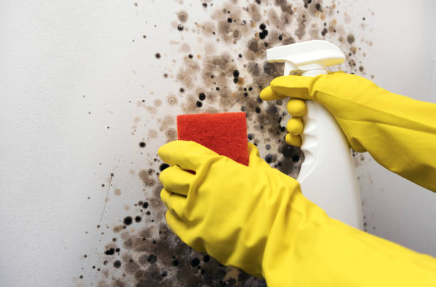 Best Crawl Space Mold Remediation in Braham, MN