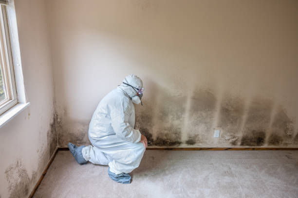 Best Health and Safety Mold Remediation in Braham, MN