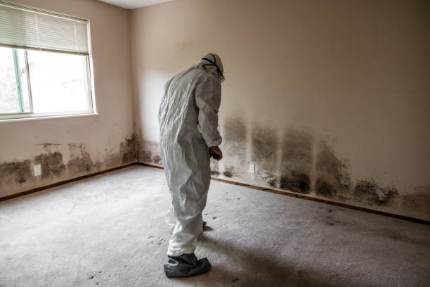 Best Post-Flood Mold Remediation in Braham, MN