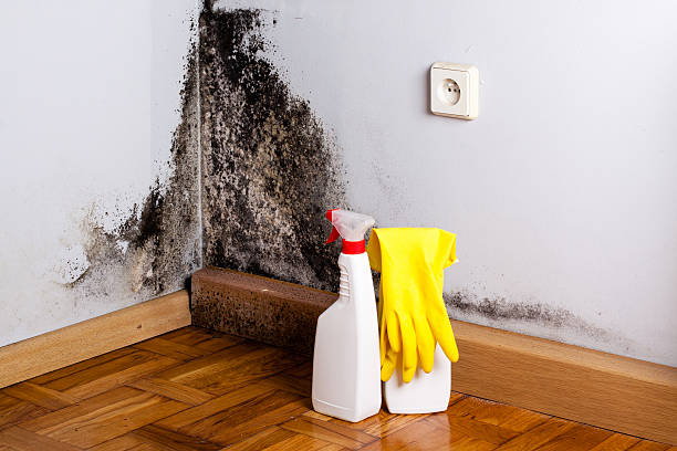 Best Industrial Mold Remediation in Braham, MN